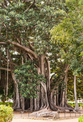 Ficus macrophylla - großblättrige Feige Palermo