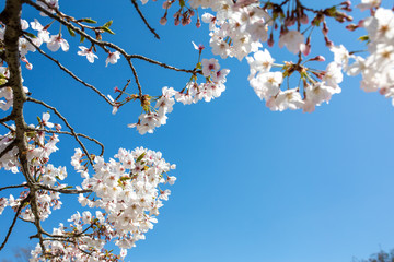 日本の桜の花