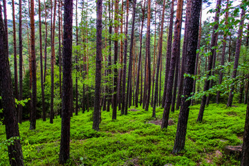 Beautiful spring forest in the Czech Republic