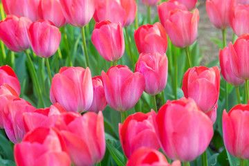 Fototapeta premium Picturesque red coral tulips fresh flowers at a blurry soft focus background close up bokeh