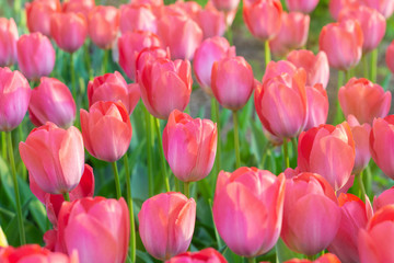 Picturesque red coral tulips fresh flowers at a blurry soft focus background close up bokeh