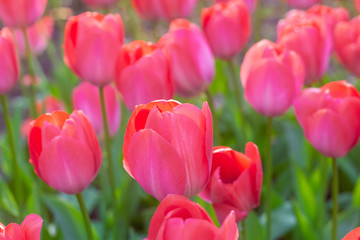 Picturesque red coral tulips fresh flowers at a blurry soft focus background close up bokeh