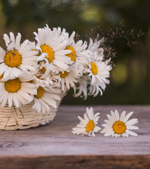 Obraz premium bouquet of daisies