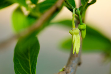 custard apple farm