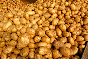 Harvesting potatoes.