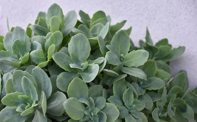 Succulent plants in the yard