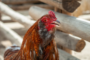 Taking a hen, with its red eye, and brown feathers, in its henhouse