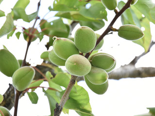Apricot tree with unripe fruits