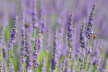 Blooming lavender with a bee in Burgundy