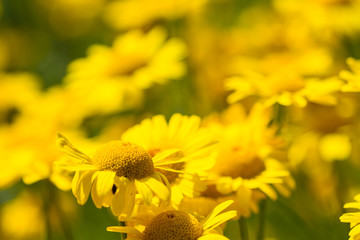 Beautiful yellow flowers in Burgundy