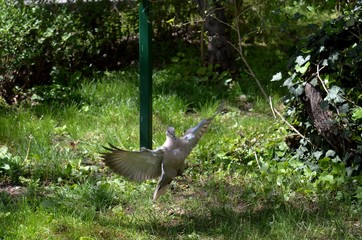 a pigeon lands on the grass