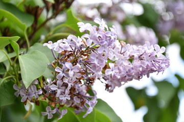 Lilac tree with flowers