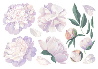 Set of floral elements with white peonies flowers and leaves. Hand drawn, vector botanical flora for decoration, wedding invitation, patterns, wallpapers, fabric, wrapping paper. Realistic style. © MPetrovska