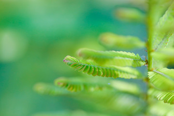 Fototapeta premium fresh green leaf micro photography