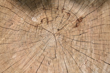 Bark from cutted tree logs