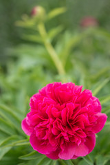 Blooming purple Peony in the garden