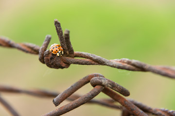 Yellow ladybird on barbwire 