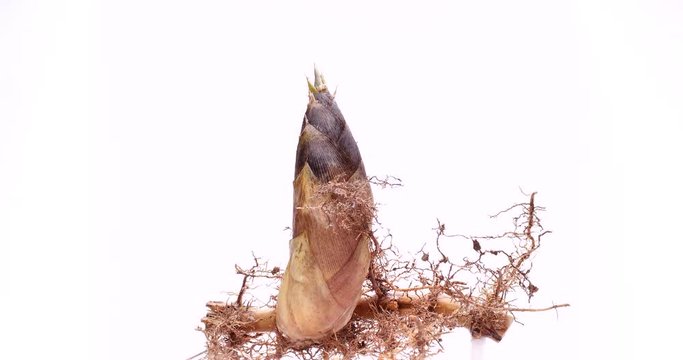 タケノコを根っこから掘り出しました