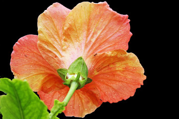 Hibiscus © Stephan von Mikusch