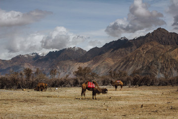 Bactrian camels in Himalayas with beautiful mountain in background. Hunder village, Nubra Valley, Ladakh, Jammu and Kashmir, India