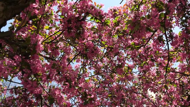 looking up at a blooming tree with pink flowers