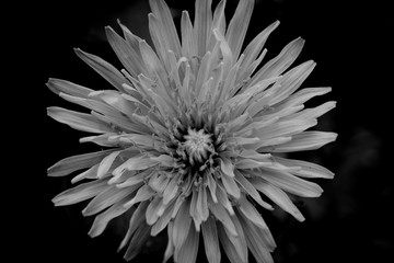 Dandelion flower monochrome