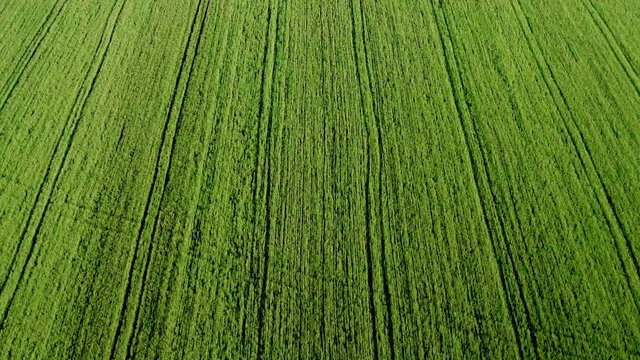 Vista aerea di un campo di grano