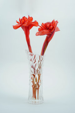 Red torch ginger flowers in a glass jar on white background