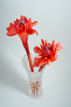 Red torch ginger flowers in a glass jar on white background