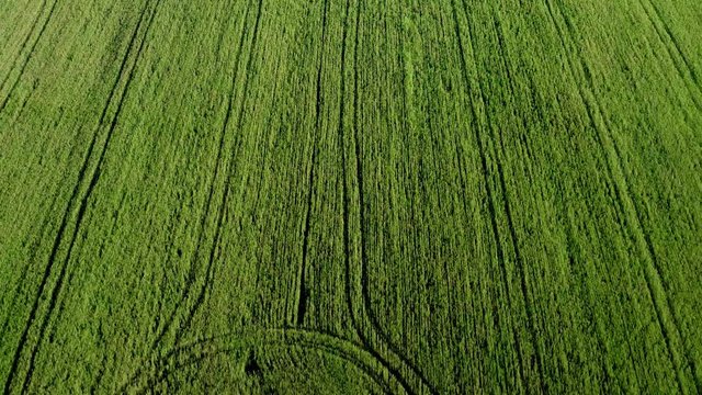Vista aerea di un campo di grano