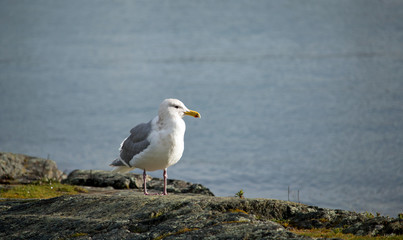 Obraz premium Seagull perched on rocky cliff overlooking the ocean