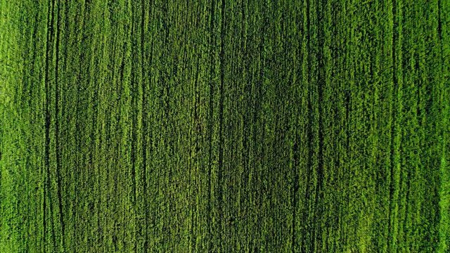 Vista aerea di un campo di grano