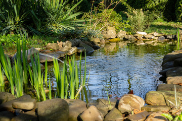 View of sunny pond with green leaves of irises growing among large stones on shore ofpond. Stream of pure water flows from decorative frog. Yuccas filamentous grow on shore of pond.