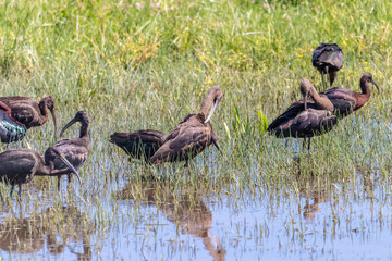 Glossy ibis (plegadis falcinellus) in Donana National Park, Andalusia, Spain