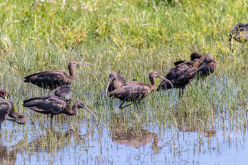 Glossy ibis (plegadis falcinellus) in Donana National Park, Andalusia, Spain