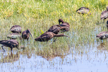 Glossy ibis (plegadis falcinellus) in Donana National Park, Andalusia, Spain