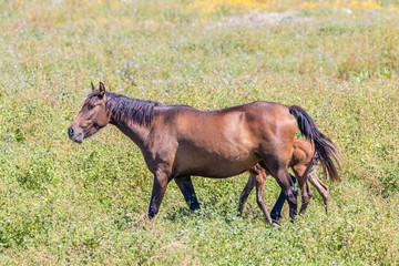 Purebred andalusian spanish mares and foals grazing in "Doñana National Park" Donana nature reserve in wetlands