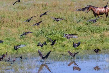 Glossy ibis (plegadis falcinellus) in Donana National Park, Andalusia, Spain