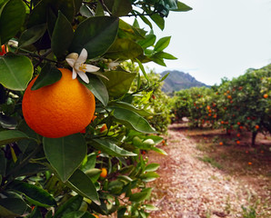 Valencian orange and orange blossoms. Spain. Spring harvest