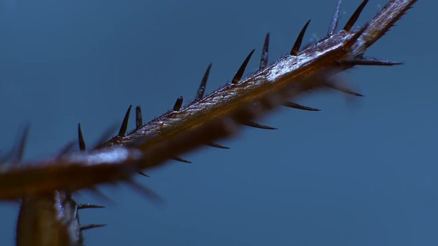 Detailed Microscopic Footage of insect legs