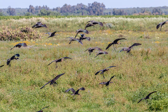 Glossy ibis (plegadis falcinellus) in Donana National Park, Andalusia, Spain