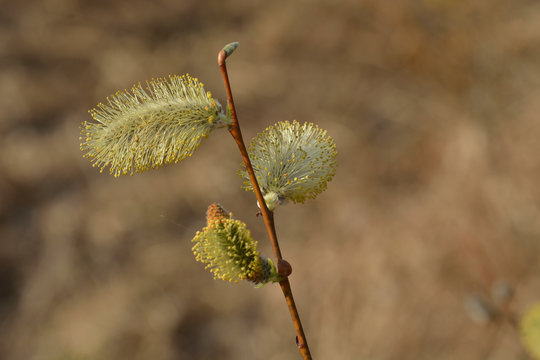 Spring white yellow fluffy willow buds on a branch close-up on a sunny day