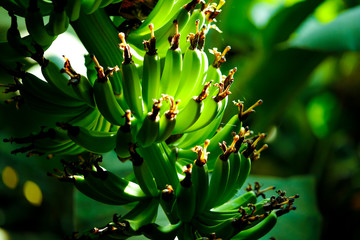 Green Banana Field