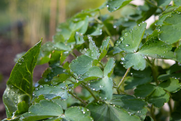 Pflanzen Kr&auml;uter Wasser gie&szlig;en Natur