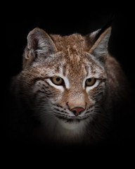 A beautiful lynx sits in the snow next to the tree and looks slyly . Isolated on black background.