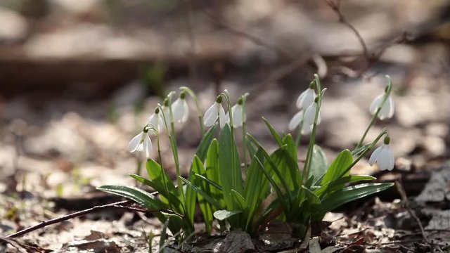 White blooming snowdrop folded or Galanthus plicatus in the forest background. Wind, light breeze, сloudy spring day, dolly shot, close up, shallow depts of the field, 59,94 fps
