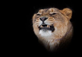 Fototapeta na wymiar powerful lioness growls grin teeth, head of a predator close up Isolated on black background.