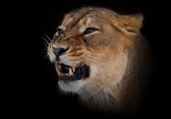 Obraz na płótnie Canvas Lioness female growls muzzle close up. evil eyes and powerful fangs. Isolated on black background.
