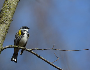 Yellow -rumped Warbler perched on branch