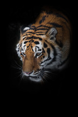 Tiger in the forest. Amur tiger (Siberian tiger) among fir trees in winter close-up, powerful face of a big beautiful predatory cat. Isolated on black background.